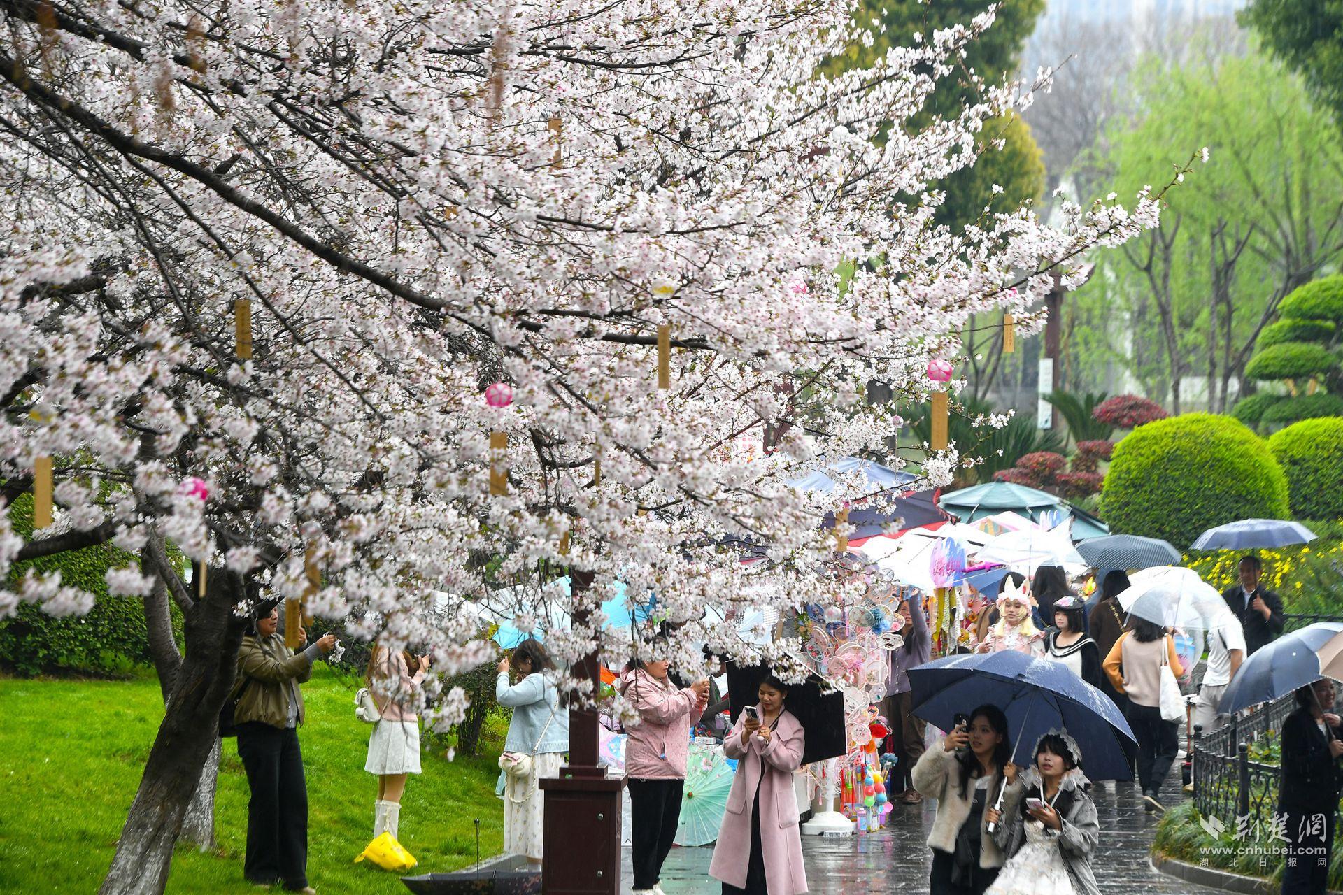 市民在堤角公園雨中賞櫻，1300余株櫻花按花期分為早、中、晚三期，紅粉白綠四色交織，花期可持續(xù)至四月上旬，游客總能找到心頭好.j