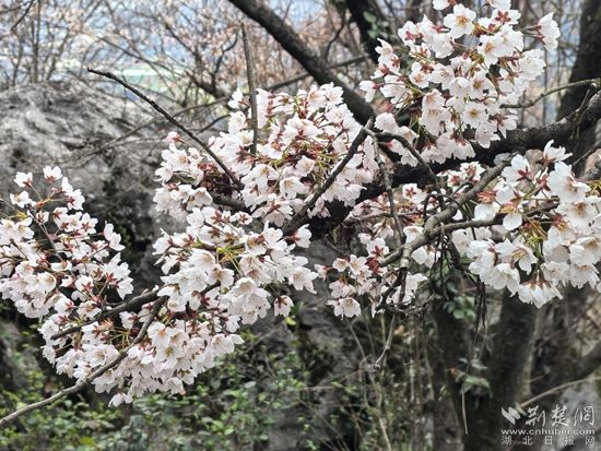 花樣經(jīng)濟(jì) 咸安.jpg.jpg